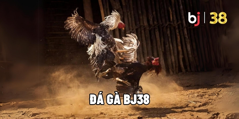 Đá Gà BJ38 - Sân Chơi Cá Cược Đẳng Cấp Dành Cho Mọi Tín Đồ  - BJ38 - Ki66