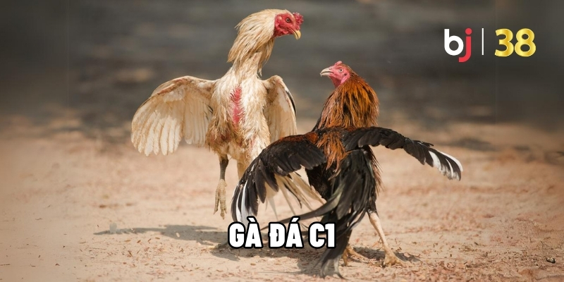 Gà Đá C1 - Những Bí Quyết BJ38 Lựa Chọn Chiến Kê Hàng Đầu - BJ38 - Ki66