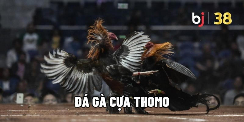 Đá Gà Cựa Thomo – Chinh Phục Những Cuộc Đấu BJ38 Nảy Lửa - BJ38 - Ki66
