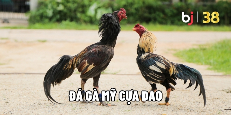 Đá Gà Mỹ Cựa Dao - Kinh Nghiệm BJ38 Để Giành Chiến Thắng - BJ38 - Ki66
