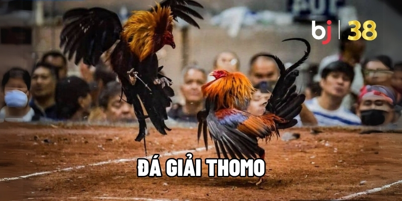 Hướng Dẫn Chơi Đá giải Thomo Từ Cao Thủ Năm 2026 - BJ38 - Ki66