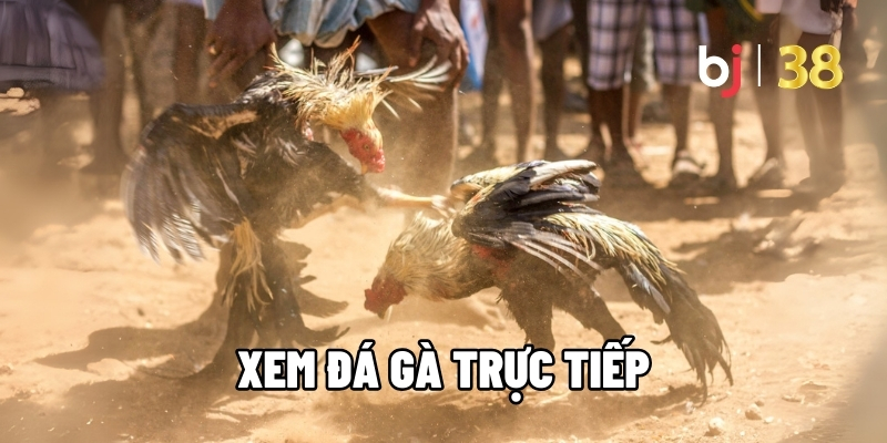 Tham Gia Cá Cược BJ38 Xem Đá Gà Trực Tiếp Trực Tuyến Hấp Dẫn - BJ38 - Ki66